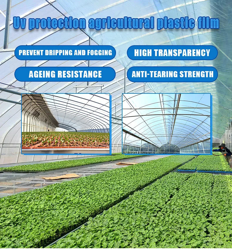 Multi Span Hydroponics Plastic Greenhouse Film Used in Agricultural Greenhouse with Cooling/Heating System (electric) Fan Broiler